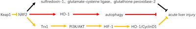 The Role of Nrf2 in Liver Disease: Novel Molecular Mechanisms and Therapeutic Approaches